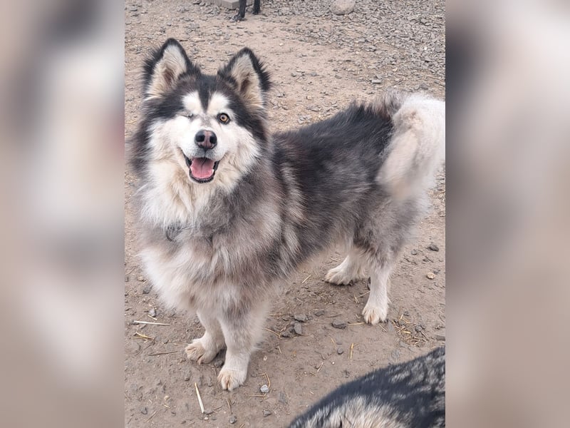 Logan ( * 02.2021 ) sucht seine Menschen