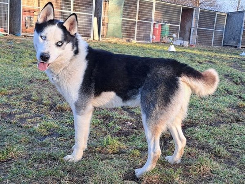 Herceg ( * 03 / 2021 ) sucht seine Familie