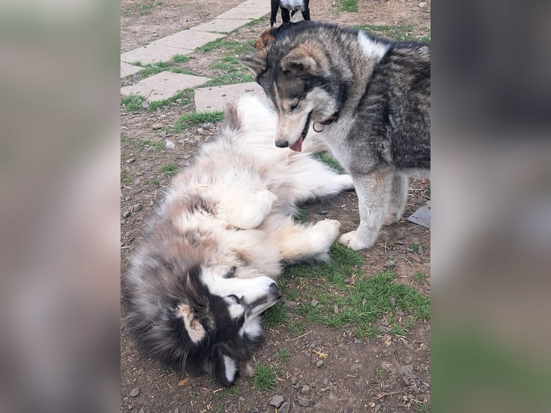 Logan ( * 02.2021 ) sucht seine Menschen