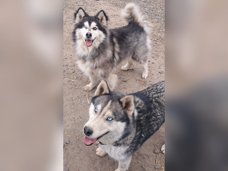 Logan ( * 02.2021 ) sucht seine Menschen