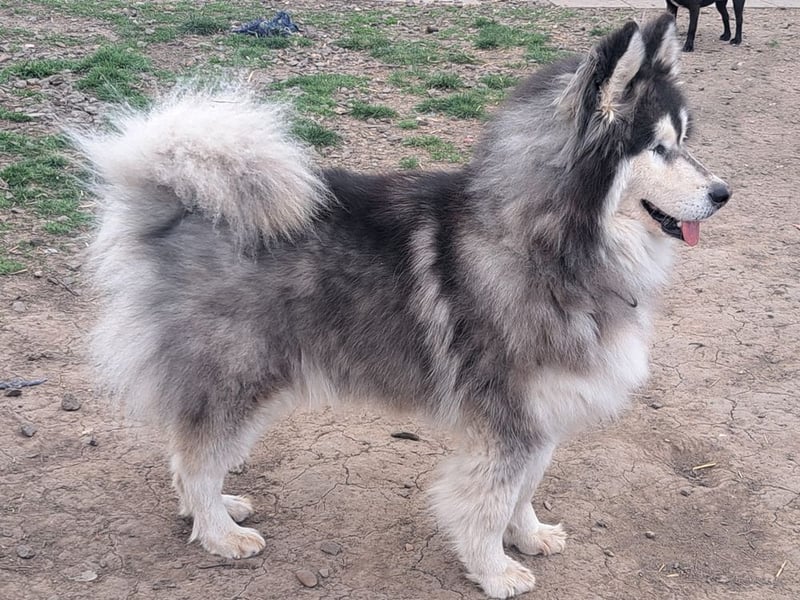 Logan ( * 02.2021 ) sucht seine Menschen