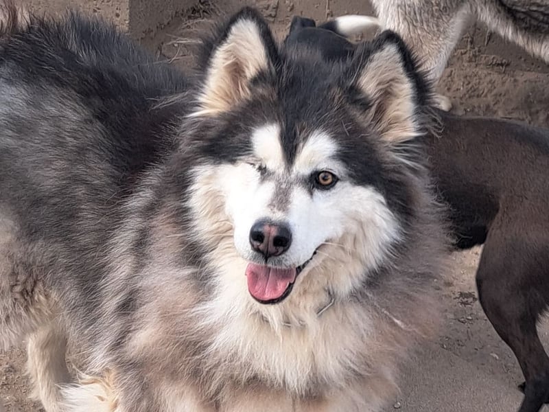 Logan ( * 02.2021 ) sucht seine Menschen