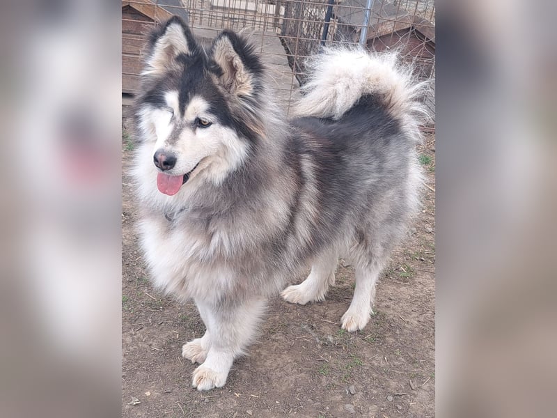 Logan ( * 02.2021 ) sucht seine Menschen