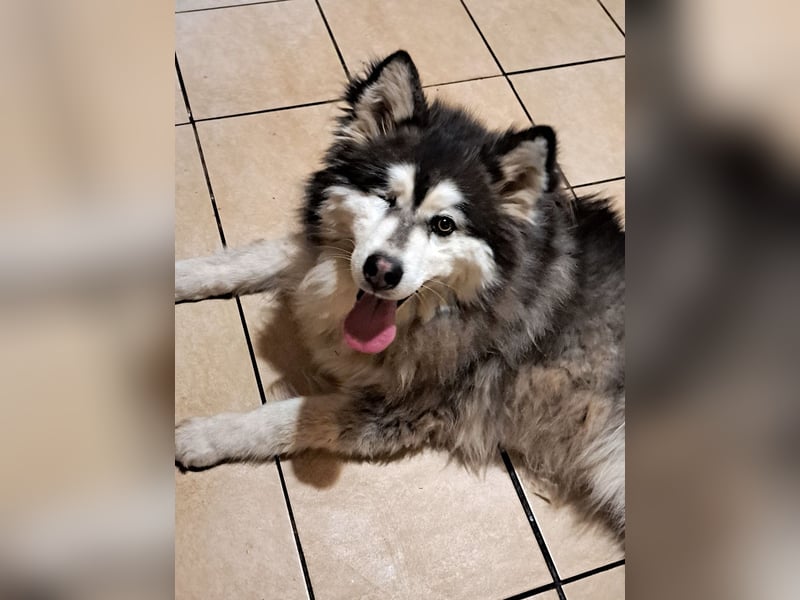 Logan ( * 02.2021 ) sucht seine Menschen