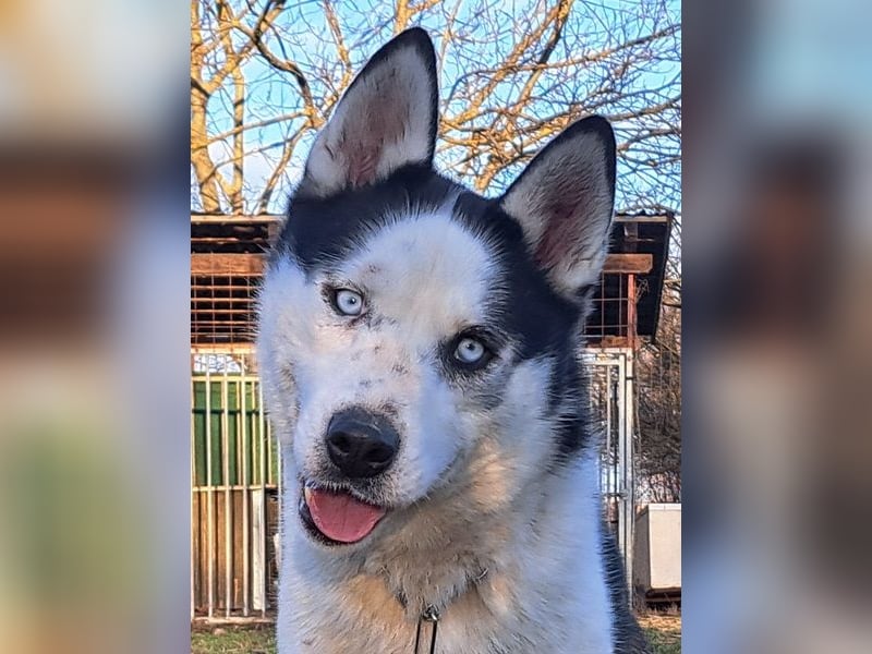 Herceg ( * 03 / 2021 ) sucht seine Familie