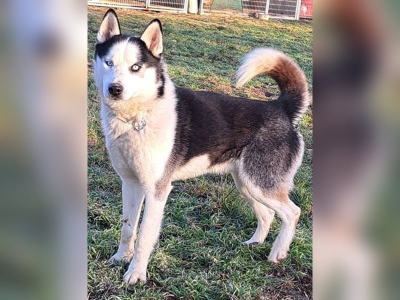 Herceg ( * 03 / 2021 ) sucht seine Familie