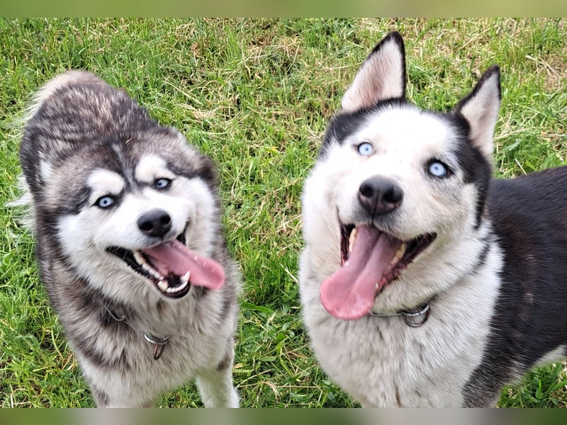 Herceg ( * 03 / 2021 ) sucht seine Familie