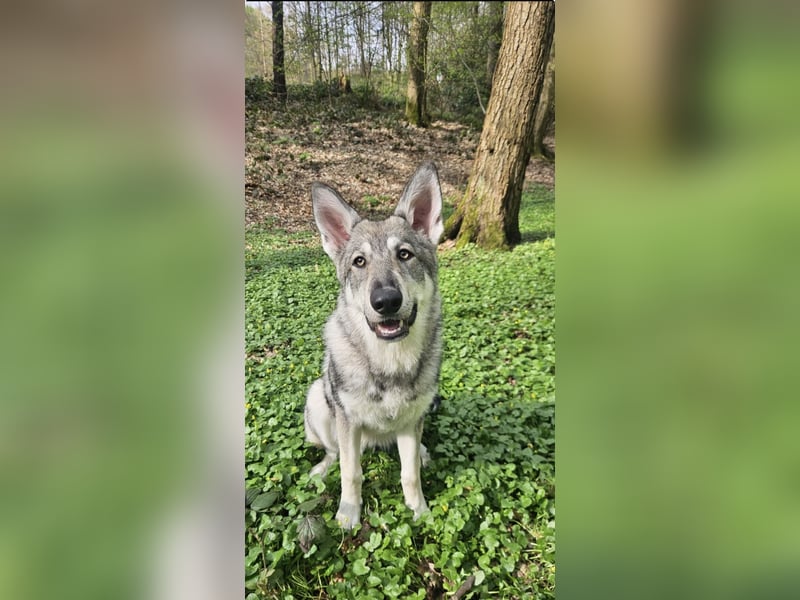 Marxdorfer Wolfshund