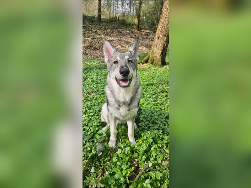 Marxdorfer Wolfshund