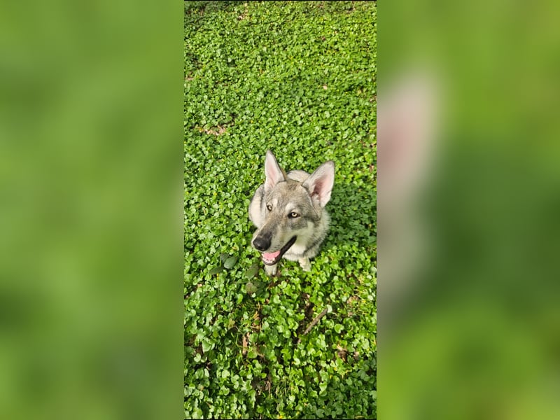 Marxdorferwolfshund