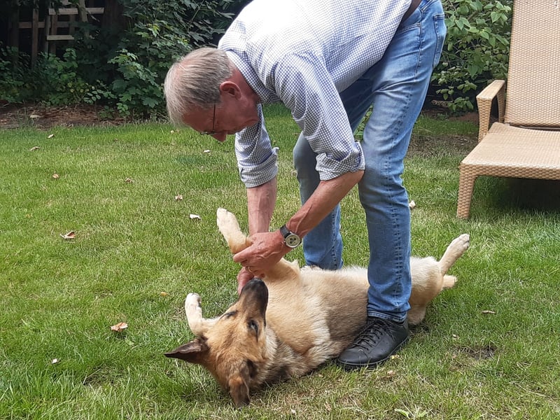 Alma: Herz auf vier Pfoten sucht ihr Glück (in 41515 Grevenbroich)