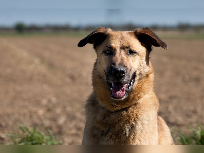 Alma: Herz auf vier Pfoten sucht ihr Glück (in 41515 Grevenbroich)
