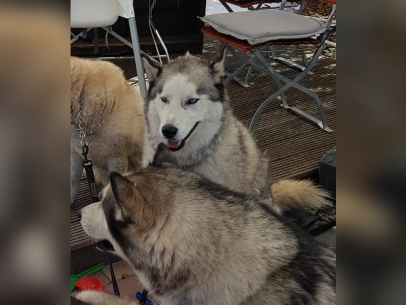 Husky Askan
