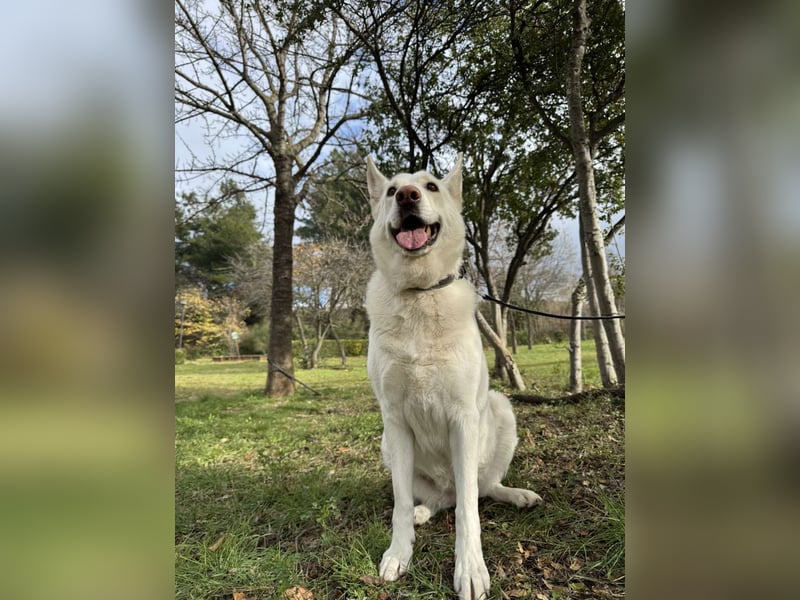 Tamaskan Hündin 7 Jahre Tierschutz Bundesweite Vermittlung