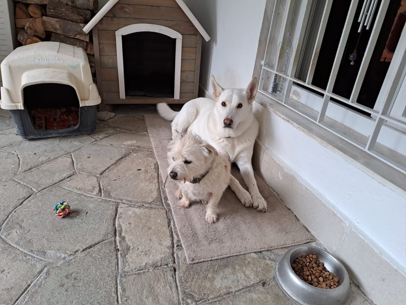 Tamaskan Hündin 7 Jahre Tierschutz Bundesweite Vermittlung