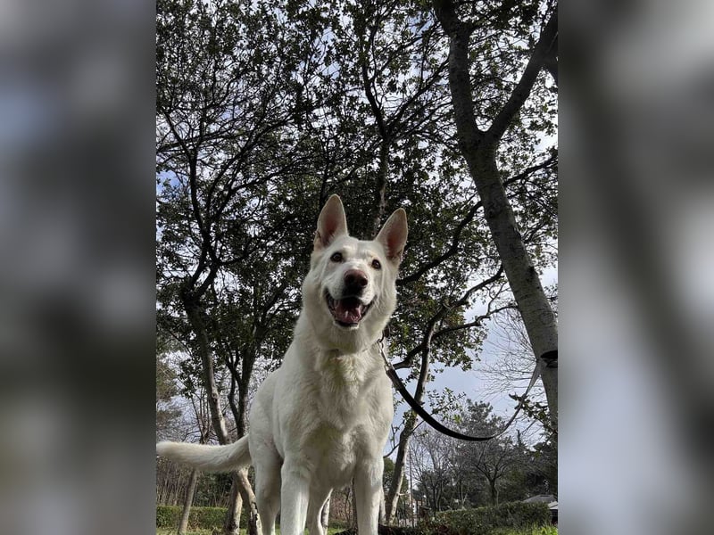 Tamaskan Hündin 7 Jahre Tierschutz Bundesweite Vermittlung