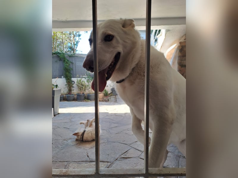 Tamaskan Hündin 7 Jahre Tierschutz Bundesweite Vermittlung