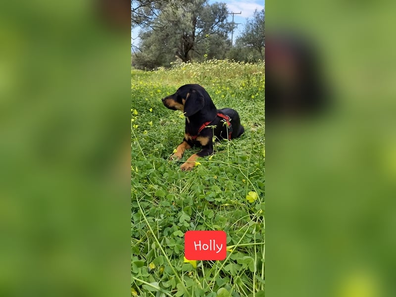 Jagdhundmixwelpen suchen ihre Menschen