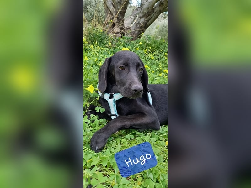 Jagdhundmixwelpen suchen ihre Menschen