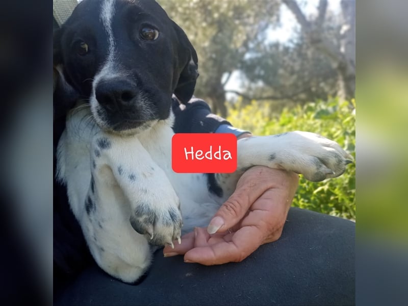 Jagdhundmixwelpen suchen ihre Menschen