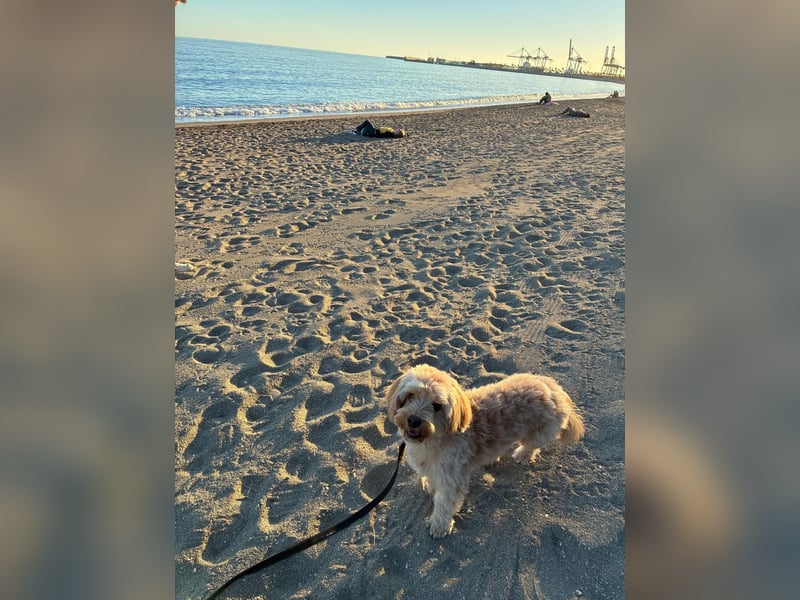 Charlie - flatterndes Herz sucht ruhigen Hafen (wartet in 01159)