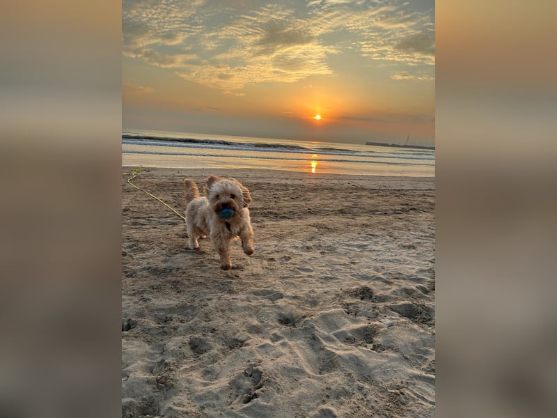 Charlie - flatterndes Herz sucht ruhigen Hafen (wartet in 01159)