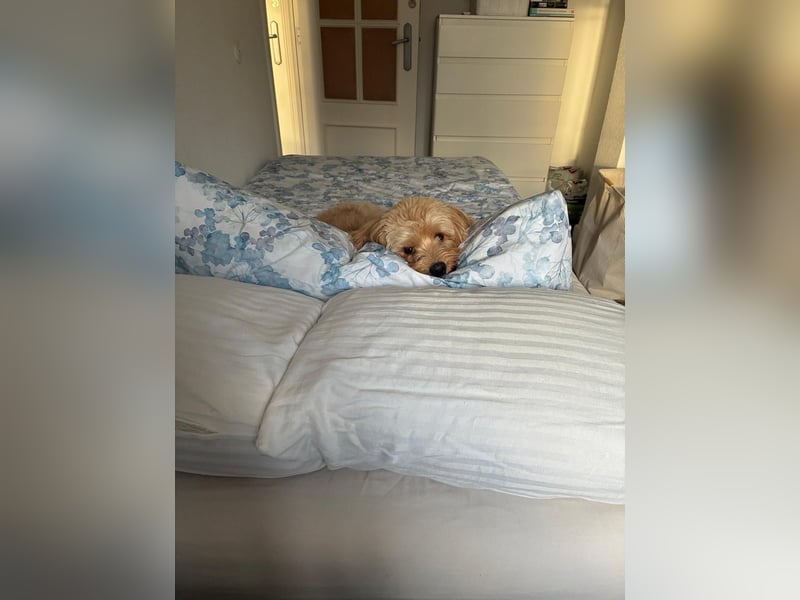 Charlie - flatterndes Herz sucht ruhigen Hafen (wartet in 01159)