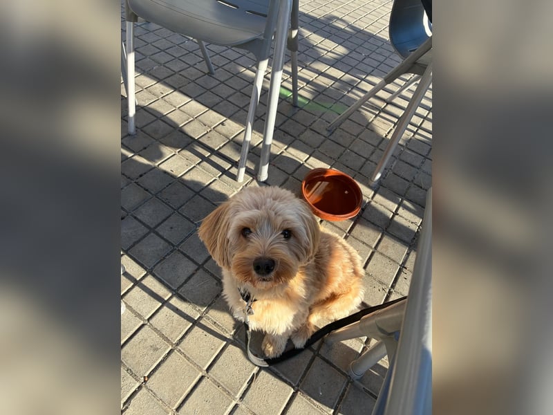 Charlie - flatterndes Herz sucht ruhigen Hafen (wartet in 01159)