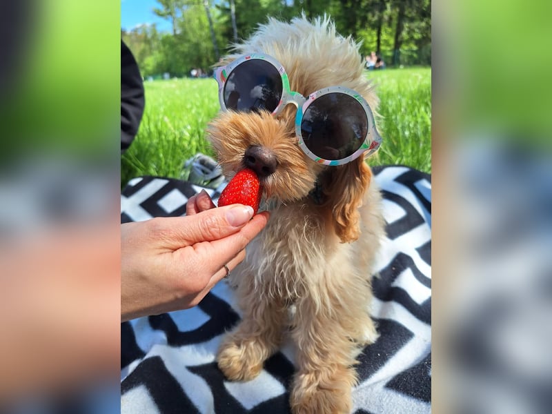 Charlie - flatterndes Herz sucht ruhigen Hafen (wartet in 01159)