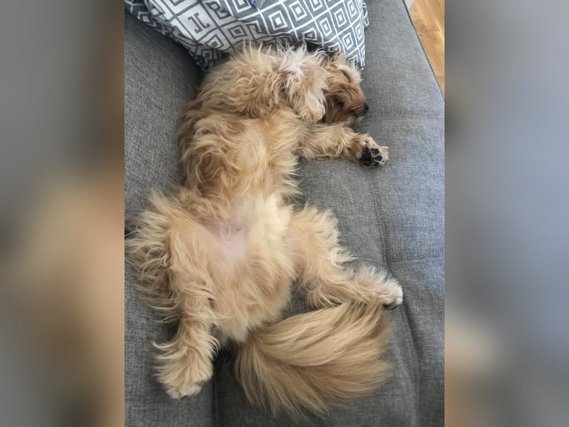 Charlie - flatterndes Herz sucht ruhigen Hafen (wartet in 01159)