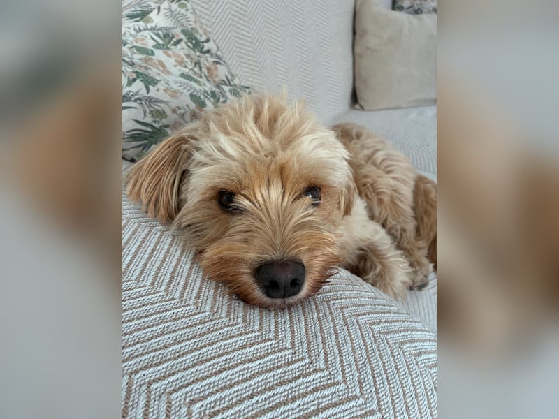 Charlie - flatterndes Herz sucht ruhigen Hafen (wartet in 01159)