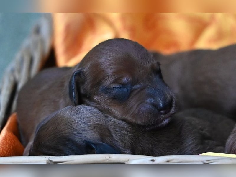 Doxiepoo Dackelpoo Dackel x Pudel Welpen