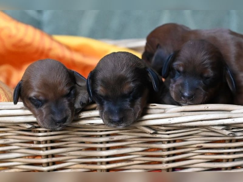 Doxiepoo Dackelpoo Dackel x Pudel Welpen