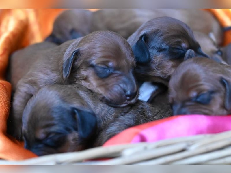 Doxiepoo Dackelpoo Dackel x Pudel Welpen