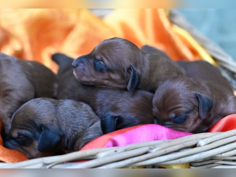 Doxiepoo Dackelpoo Dackel x Pudel Welpen