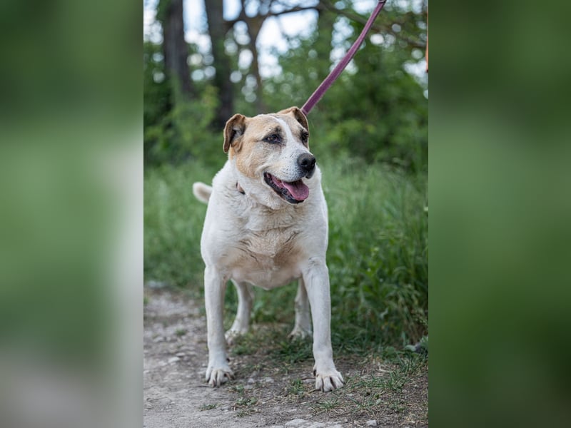 Lilly, liebe freundliche Seniorin sucht Pflegestelle/Gnadenplatz