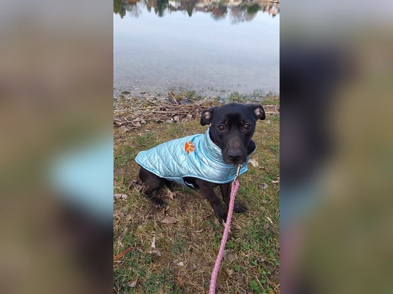 Robi, schüchterner Mischling geb. 2021