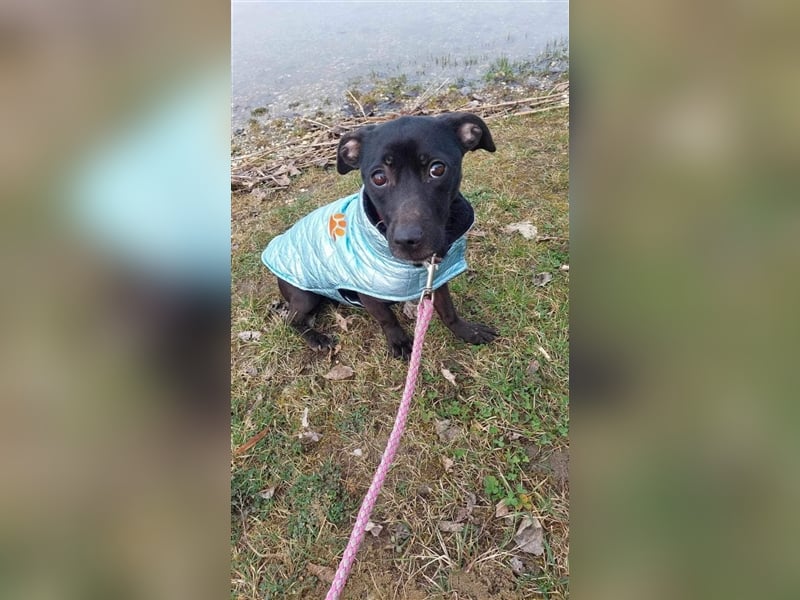 Robi, schüchterner Mischling geb. 2021