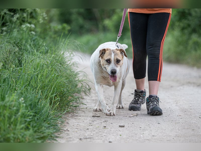 Lilly, liebe freundliche Seniorin sucht Pflegestelle/Gnadenplatz