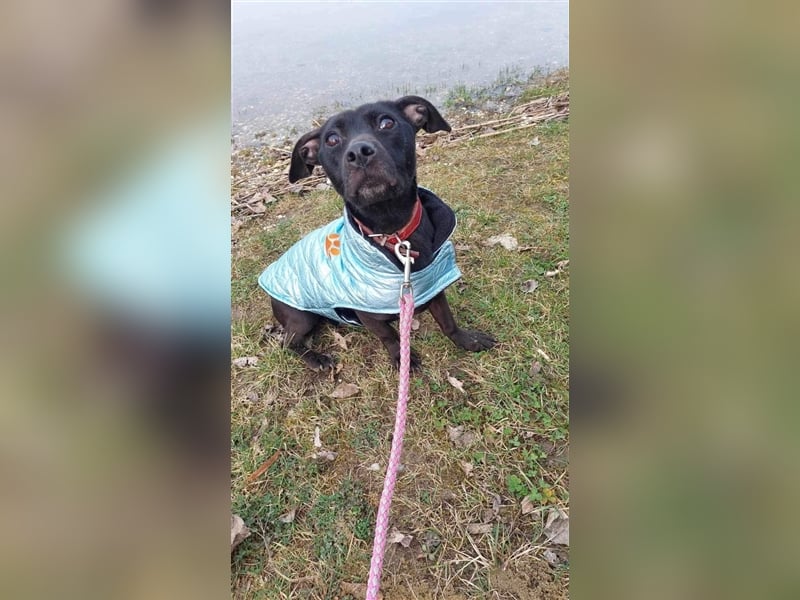 Robi, schüchterner Mischling geb. 2021