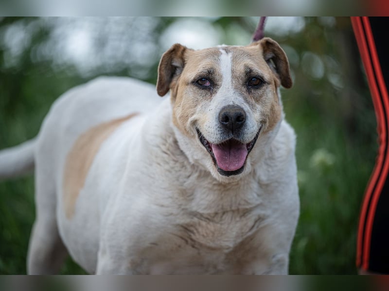 Lilly, liebe freundliche Seniorin sucht Pflegestelle/Gnadenplatz