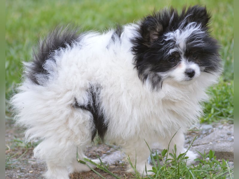 Zwergspitz-Yorkshire Terrier Mix Welpen zu verk.