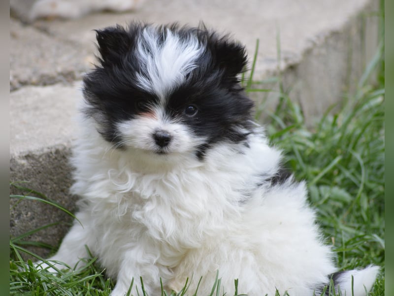 Zwergspitz-Yorkshire Terrier Mix Welpen zu verk.