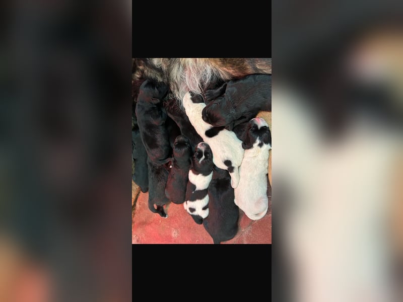 Mischlingswelpen Bernhardiner und Labrador Mix