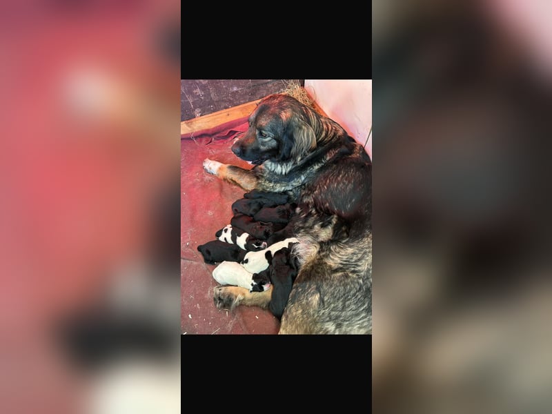 Mischlingswelpen Bernhardiner und Labrador Mix