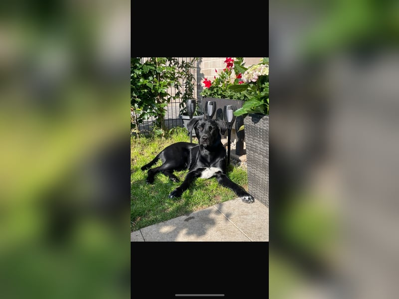 Mischlingswelpen Bernhardiner und Labrador Mix
