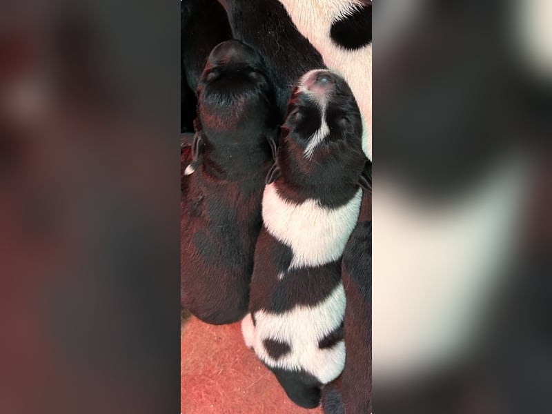 Mischlingswelpen Bernhardiner und Labrador Mix
