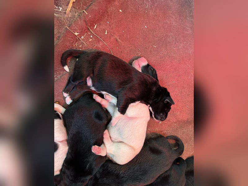 Mischlingswelpen Bernhardiner und Labrador Mix