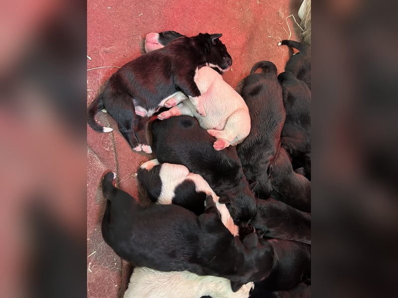 Mischlingswelpen Bernhardiner und Labrador Mix