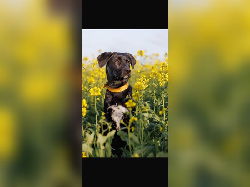 Mischlingswelpen Bernhardiner und Labrador Mix